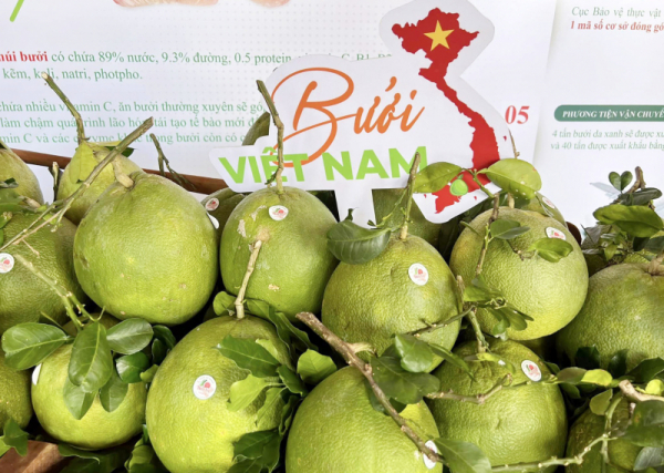 Vietnam exports first batch of pomelos to US -0