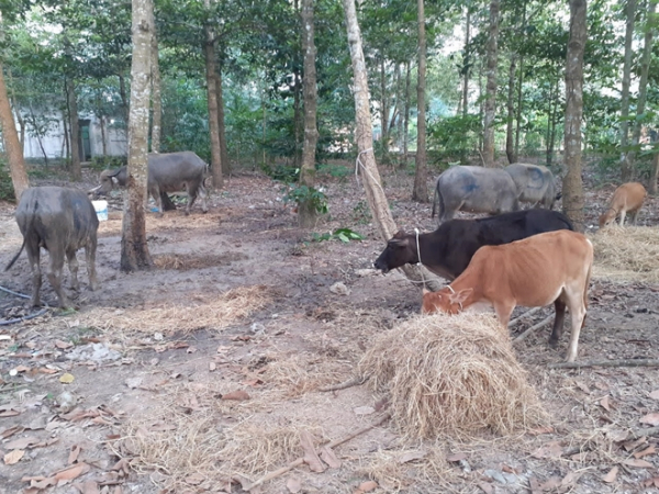 Nóng tình trạng buôn bán trâu bò trái phép qua biên giới với Lào, Campuchia, Bộ NNPTNT chỉ đạo khẩn -0
