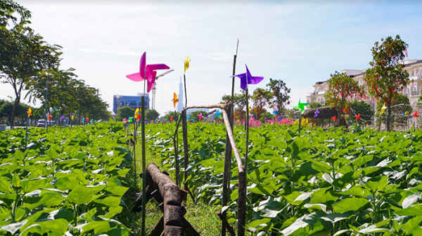 Chờ đón Vườn hoa Hướng Dương đậm chất Nam Bộ tại Van Phuc City -0