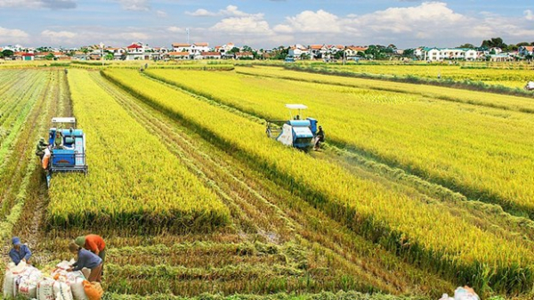 New mindset for Vietnam’s agriculture economy -0