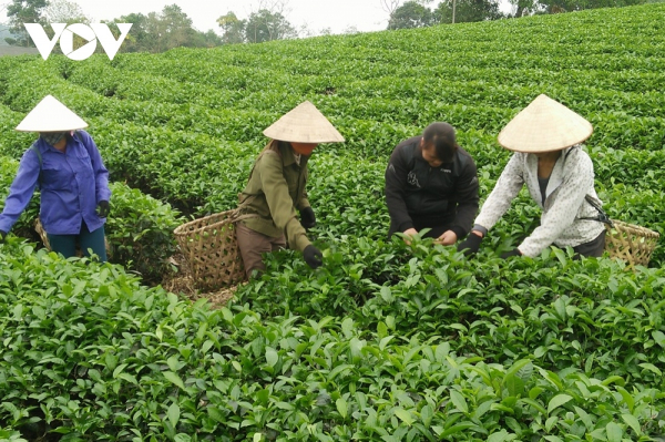 Tea exports record double-digit growth in 2022 -0