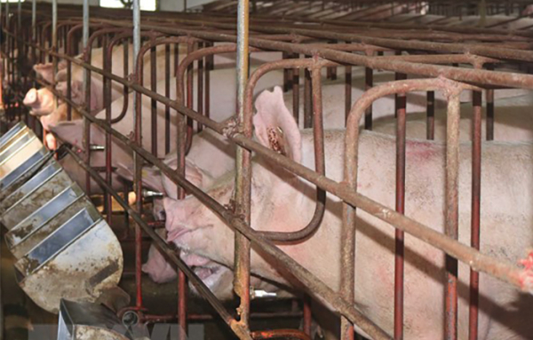 Vi phạm về môi trường, 4 chủ trang trại nuôi lợn bị phạt hơn 750 triệu đồng -0