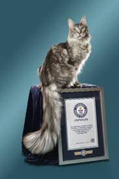 Con mèo sở hữu cái đuôi dài kỷ lục -0