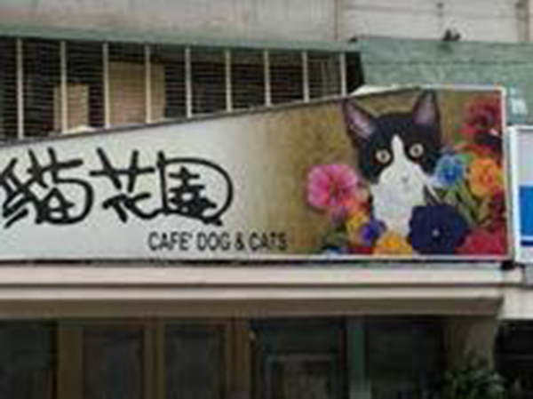 Quán cà phê mèo lâu đời nhất thế giới -0