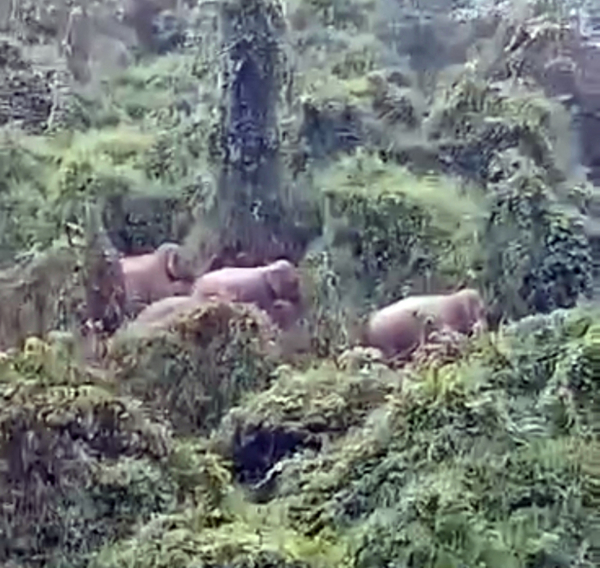 5 con voi rừng ở Quảng Nam xuất hiện gần khu rừng sản xuất -0