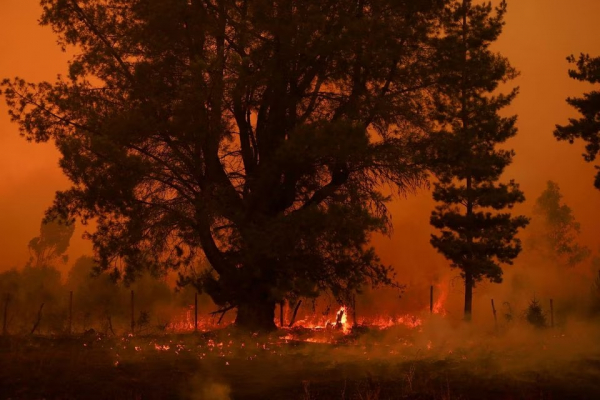 Cháy rừng kinh hoàng lan rộng khắp Chile, 23 người thiệt mạng -0