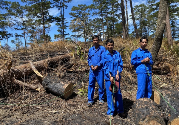 Yêu cầu xử lý nghiêm vụ khai thác gỗ tại huyện Đam Rông -0
