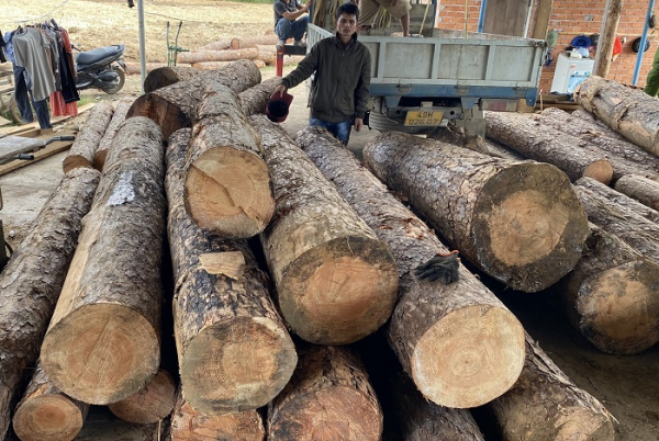 Yêu cầu xử lý nghiêm vụ khai thác gỗ tại huyện Đam Rông -0