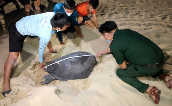 Bình Định nỗ lực bảo tồn rùa biển -0