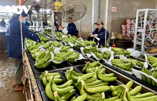 Positive outlook for fresh banana exports to Japan -0