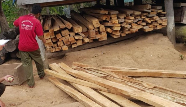 Thu hồi toàn bộ gỗ vi phạm trong vụ khai thác trái phép 149 cây gỗ -0