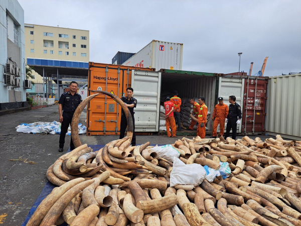 Phát hiện và bắt giữ khoảng 7 tấn ngà voi nhập lậu lớn nhất từ trước đến nay -0
