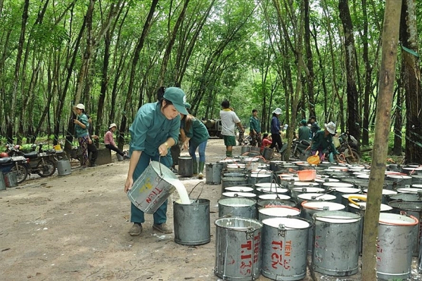 China remains largest consumer of Vietnamese rubber -0