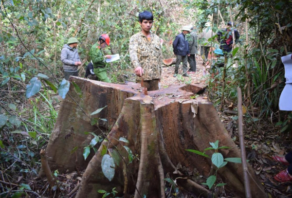 Xác định được đối tượng khai thác trái phép hơn 44m³ gỗ tại Gia Lai -1