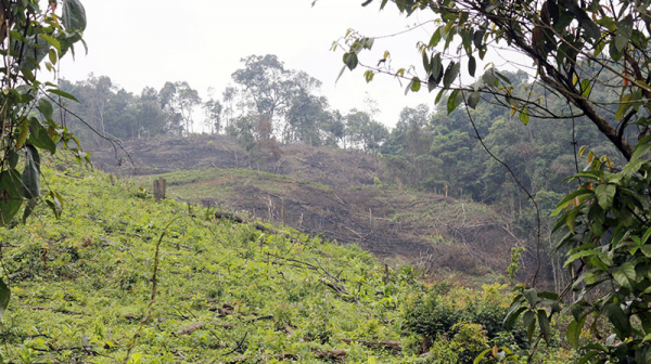 Đề nghị khởi tố vụ phá rừng giáp ranh ở Quảng Bình -0