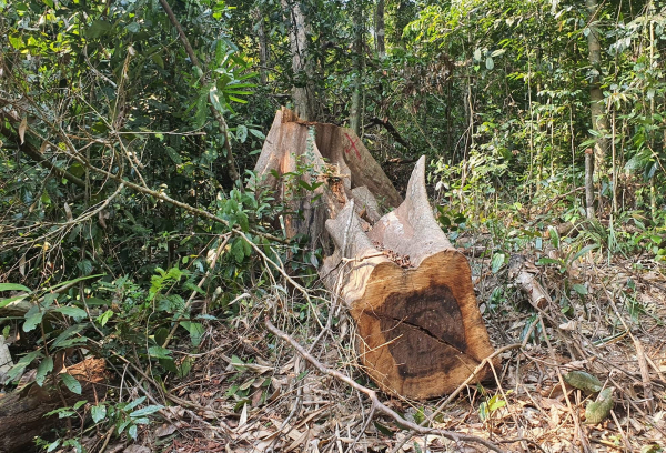 Khẩn trương điều tra, làm rõ vụ phá rừng ở Vân Canh -0
