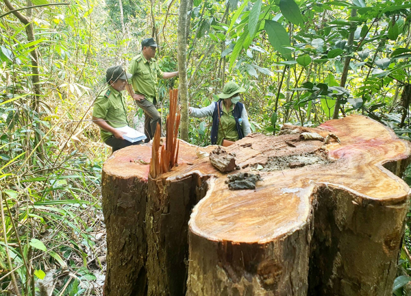 Công an vào cuộc điều tra vụ phá rừng phòng hộ Vân Canh -0