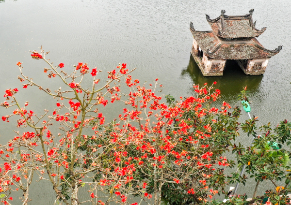 Hoa gạo đỏ rực góc sân chùa Thầy -0