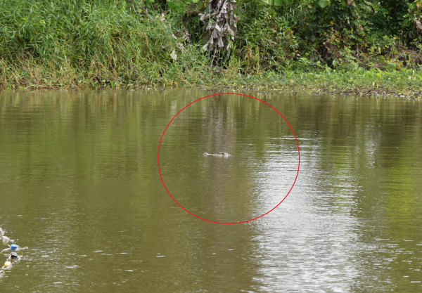 Cảnh báo cá sấu xuất hiện trong ao hồ, kênh rạch ở Bạc Liêu -0