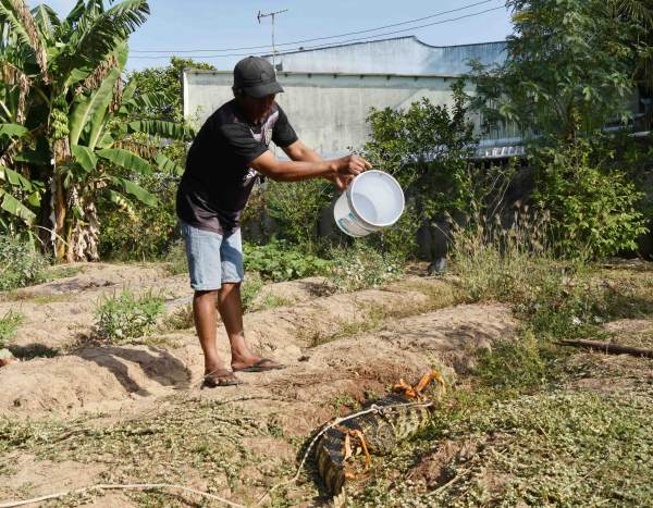 Đã bắt được cá sấu nghi đi lạc vào ao cá nhà dân ở Bạc Liêu  -2