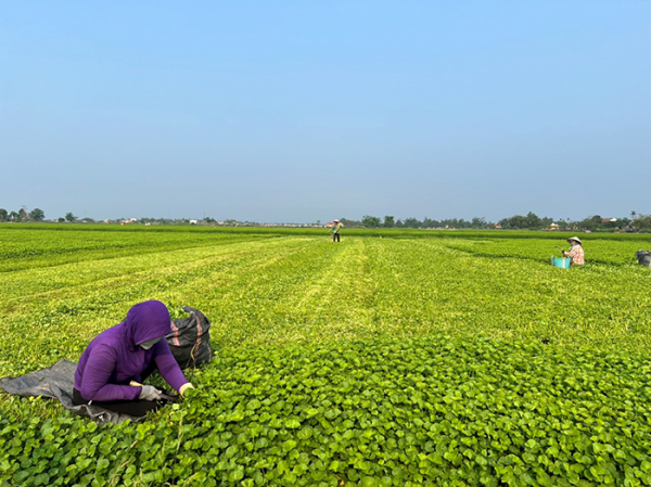 Rau má ven sông Bồ “bí” đầu ra, nông dân điêu đứng -0