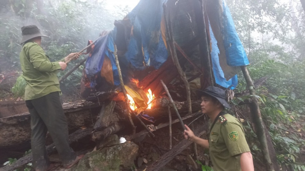 Đã xác định 8 đối tượng liên quan đến vụ chặt phá rừng trái phép ở Thừa Thiên-Huế -0