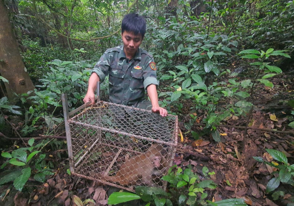 Thả 17 cá thể động vật hoang dã ở Vườn quốc gia Phong Nha- Kẻ Bàng -0