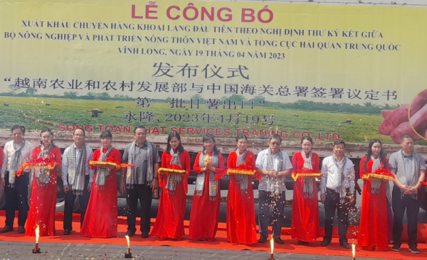 Vinh Long exports first batch of sweet potatoes to China -1