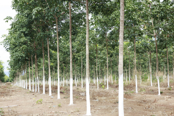 Nhiều sai sót, vi phạm trong việc góp vốn thực hiện dự án trồng cao su tại Lào  -0