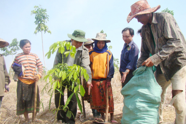 Nhiều sai sót, vi phạm trong việc góp vốn thực hiện dự án trồng cao su tại Lào  -0