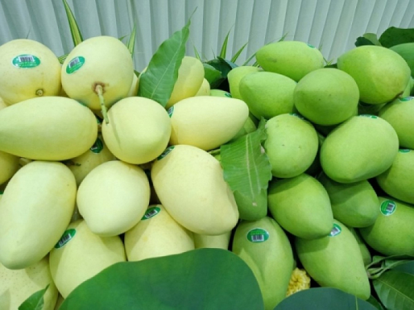 Vietnam - Third largest mango exporter to RoK -0