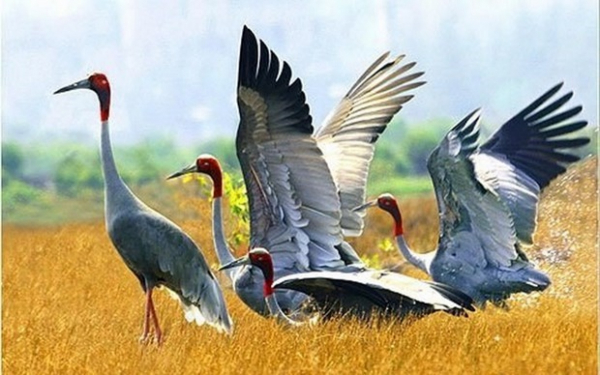 Dong Thap rolls out measures to develop red-headed crane population -0