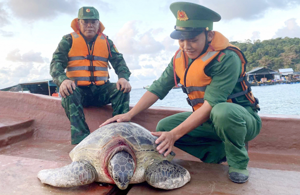 Thả cá thể rùa biển quý hiếm nặng 80kg về môi trường tự nhiên -0