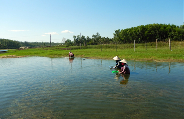 dam tra o 2- ai trinh.jpg -0