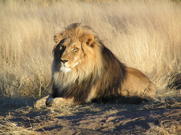 Chú sư tử hoang dã già nhất nhì châu Phi bị giết chết  -0