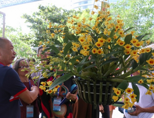 Gần 400 tác phẩm hoa lan của các nghệ nhân cả nước tham gia Lễ hội Hoa Lan Đà Nẵng -1