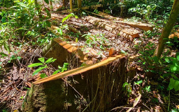 Khởi tố vụ phá 5,78 ha rừng ở Trường Sơn -0