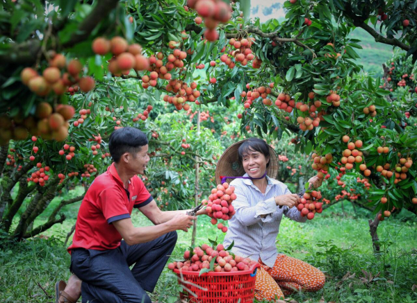 Quả vải tươi đã được xuất khẩu tới 30 thị trường.