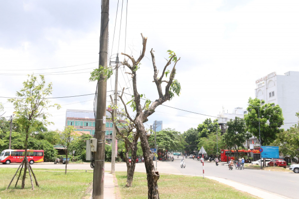 Vì sao hàng loạt cây xanh trên tuyến đường trung tâm TP Huế bị cắt tỉa giữa mùa hè -0