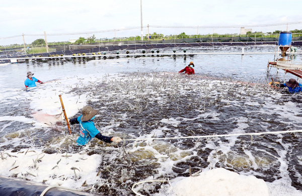 Nhiều thách thức với ngành thủy sản đồng bằng sông Cửu Long -0