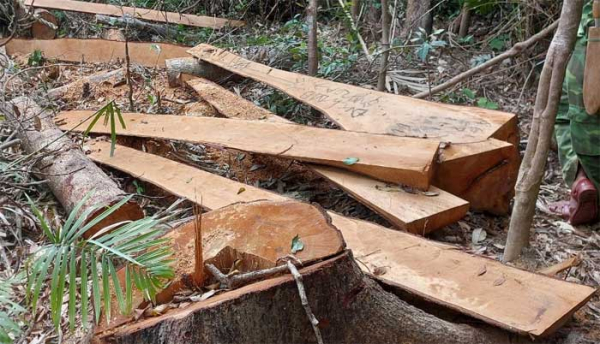 Phát hiện 52 cây gỗ bị cưa hạ trái phép thuộc rừng phòng hộ -0