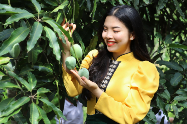 Yen Chau mango festival kicked off -0