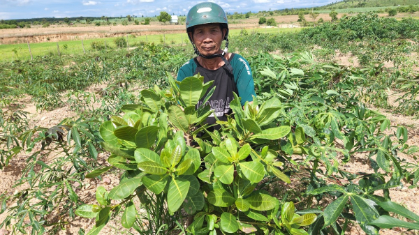 Giúp đồng bào dân tộc thiểu số định canh, định cư và vươn lên thoát nghèo -0