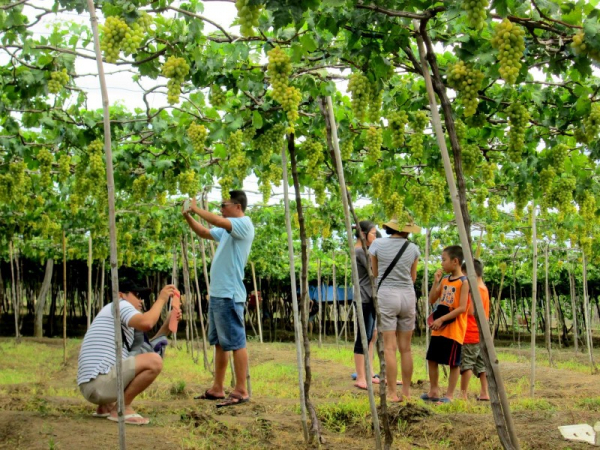 Hàng ngàn du khách đến với Lễ hội Nho - Vang Ninh Thuận -0