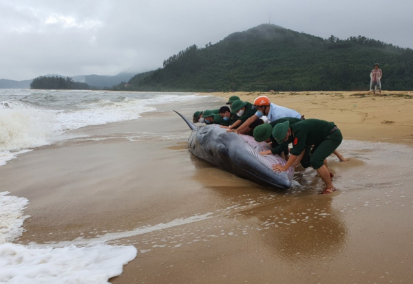 Lý giải cá voi xuất hiện ở vùng biển gần bờ Thừa Thiên-Huế -0