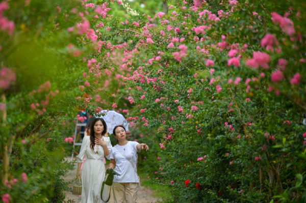 Multiflora rose park in Hanoi attracts young people -2