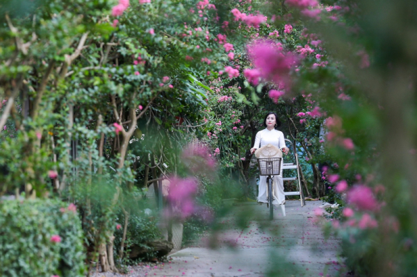 Multiflora rose park in Hanoi attracts young people -3