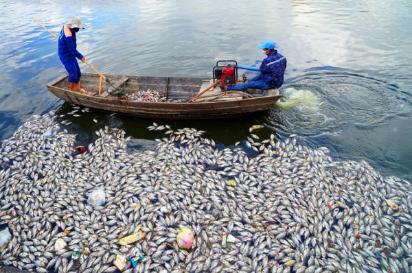 Xử lý hàng tấn cá chết trắng mặt hồ An Biên, Hải Phòng -0
