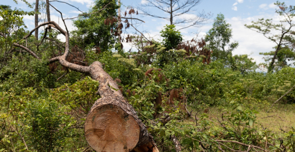 Thêm nhiều diện tích rừng thông bị bức tử để chiếm đất -1