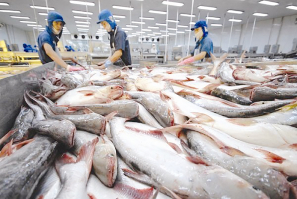 Trung Quốc là thị trường nhập khẩu cá tra lớn nhất của Việt Nam  -0